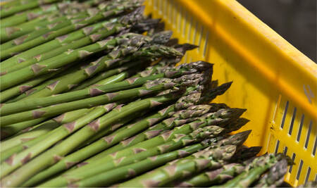 【令和8年産先行予約】美瑛選果　グリーンアスパラ500ｇ＆ホワイトアスパラ300g  [017-65]
