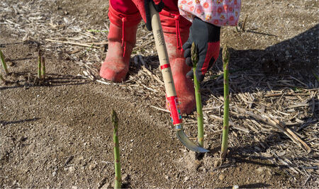 【令和8年産先行予約】美瑛選果　グリーンアスパラ500ｇ＆ホワイトアスパラ300g  [017-65]