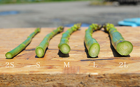 【2026年産先行予約】北海道 美瑛町幻のアスパラ 本山農場のラスノーブル（グリーンアスパラ）≪訳あり≫ 1kg ≪3回便≫ [036-43]