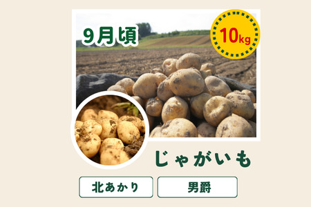 野菜定期便 白樺(大) 4回 定期便【令和8年産予約受付】  [056-07]