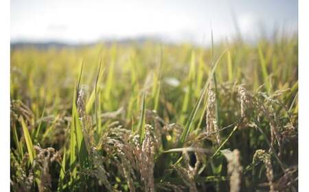 皇室献上米 ななつぼし 定期便 (2kg 3回便)【令和7年産 予約受付】北海道 ななつぼし [027-20]