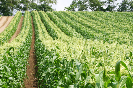 とうもろこし（ほしつぶコーン）８本【令和８年産予約受付！】黒木農場 | とうもろこし [009-32]