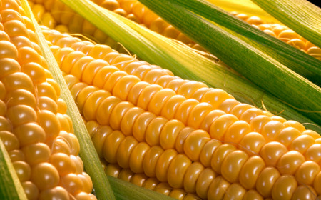 とうもろこし ≪令和８年産予約受付！≫美景農園　とうもろこし（黄）10本　[017-66]