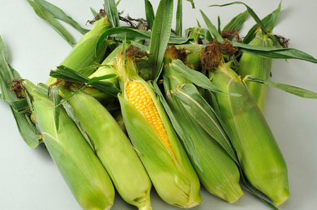 とうもろこし ≪令和８年産予約受付！≫美景農園　とうもろこし（黄）10本　[017-66]