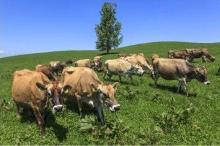 飲むヨーグルト  美瑛放牧酪農場Bセット ヨーグルト 北海道 [020-87]