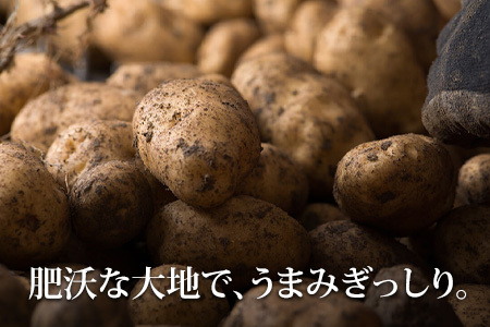 じゃがいも 玉ねぎ【令和8年産予約受付！】10kg  北海道 芋 いも イモ たまねぎ [012-190]