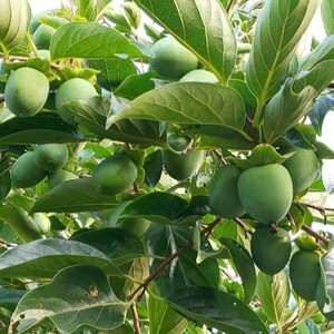 岐阜の柿渋 1L 柿渋 柿 かき 天然塗料