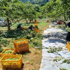 岐阜の柿渋 1L 柿渋 柿 かき 天然塗料