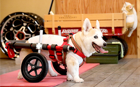 中型犬用二輪車椅子（背丈33～65cm 体重22キロ以下） 【!寄附前に事業 ...