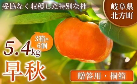 【贈答用・桐箱】 早秋 柿 ( 6個 / 1.8kg ) 3箱 先行予約 令和8年10月中旬順次発送 | さのっち農園