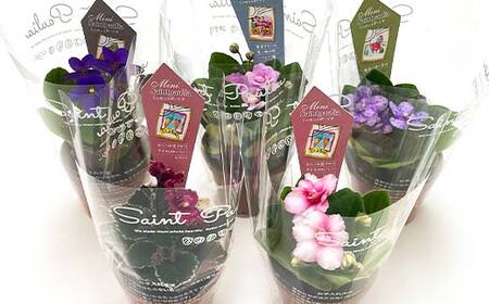 お部屋で楽しむセントポーリア5鉢セット(予約販売 2026年3月・4月にお届け) 花 はな 栽培 インテリア 岐阜県 坂祝町 さかほぎ F6M-295