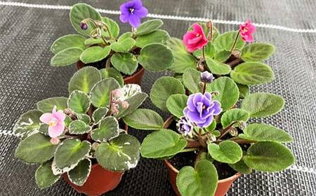 お部屋で楽しむセントポーリア5鉢セット(予約販売 2026年3月・4月にお届け) 花 はな 栽培 インテリア 岐阜県 坂祝町 さかほぎ F6M-295