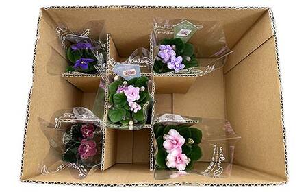 お部屋で楽しむセントポーリア5鉢セット(予約販売 2026年3月・4月にお届け) 花 はな 栽培 インテリア 岐阜県 坂祝町 さかほぎ F6M-295