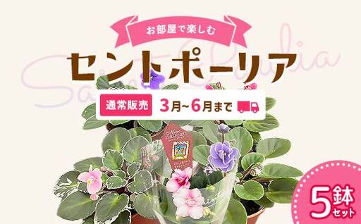 お部屋で楽しむセントポーリア5鉢セット（通常販売 2026年3月～6月まで） 花 はな 栽培 インテリア 母の日 記念日 誕生日 還暦 米寿 お歳暮 お中元 贈り物 ガーデニング 癒し 引っ越し プレゼント 贈答 ギフト お祝い インテリア 観葉植物 鑑賞 家庭菜園 家庭栽培 岐阜県 坂祝町 さかほぎ F6M-297