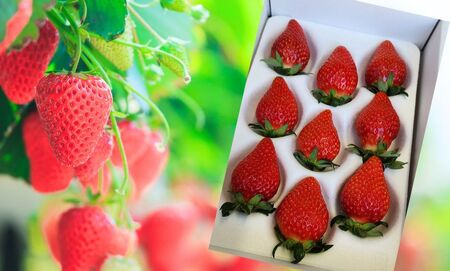 【13030】幸せをよぶ いちご 胡蝶