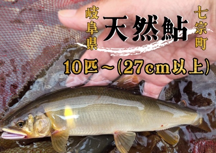 【2607-2573】※岐阜県産天然鮎七宗町産(27cm以上)