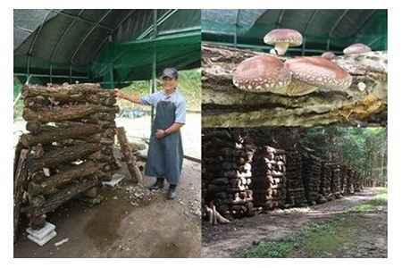 【2607-2067】※朝採れ!新鮮!!肉厚!!原木しいたけとピリ辛みその詰め合わせセット!