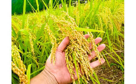 令和7年度産 農家直送「山ちゃんのお米」ミルキークイーン10kg