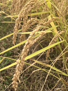 【令和7年度新米】八百津で採れたコシヒカリ! 10kg