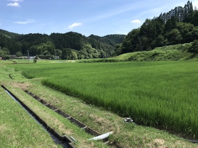 【令和7年度新米】八百津で採れたコシヒカリ! 10kg