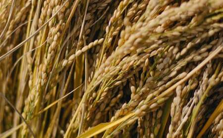 お山の玄米麺 計1.2kg（120g×10パック）/ 白川町 / Sunpo[AWBC003]