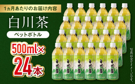 【6回定期便】 白川茶ペットボトル 500ml×24本入 緑茶 お茶 ペットボトル 500ml ケース 白川町 / 白川園本舗[AWAT007]