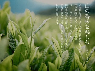 白川茶を3種飲み比べ! 白川茶 詰め合わせセット お茶 煎茶 緑茶 日本茶 茶葉 贈答 ギフト プレゼント 12000円