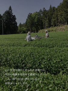 白川茶を3種飲み比べ! 白川茶 詰め合わせセット お茶 煎茶 緑茶 日本茶 茶葉 贈答 ギフト プレゼント 12000円