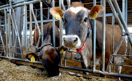 びえい牧場ジャージーミルク 12個BOX 北海道 上富良野町 アイス アイスクリーム ジェラート デザート ギフト 贈呈 贈り物 ミルク 生乳 牛乳 gelatrip 1番人気 