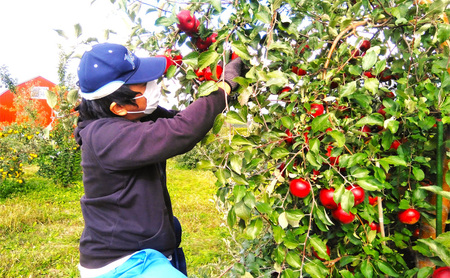 【無濾過】りんごのお酒(シードル)紅玉100% 多田ワイナリー 330ml×6本 リンゴ アルコール 北海道 上富良野町