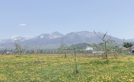 【無濾過】りんごのお酒(シードル)紅玉100% 多田ワイナリー 330ml×6本 リンゴ アルコール 北海道 上富良野町