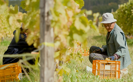 【酸化防止剤無添加】オレンジワイン2種類 野生酵母&無濾過 多田ワイナリー 北海道 上富良野町 ワイン セット お酒 アルコール