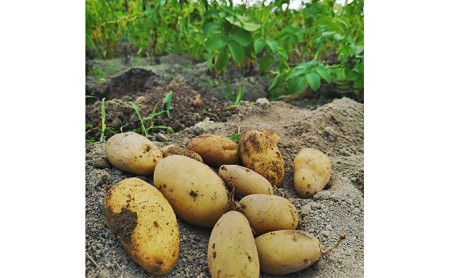 【令和8年産】 上富良野産 秋の オーガニック お野菜 セット 詰合せ 約3.5～5kg じゃがいも 根菜 有機野菜 産地直送 北海道 上富良野町 Nishio Farm