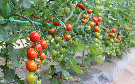 【令和8年産】特別栽培&JGAP認証農場 かみふらの産朝採れミニトマト1.5kg 野菜 キャロル10 野菜ソムリエ 特別栽培農作物 1.5キロ