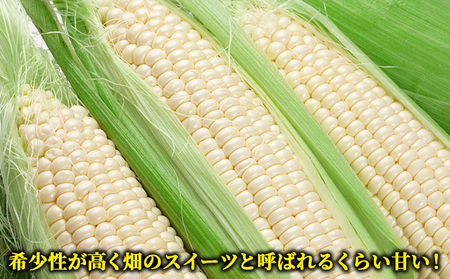 【令和8年産】しんや農園のホワイトスイートコーン「雪の妖精」10本 野菜 北海道産 とうもろこし 希少 甘みが強い 柔らかい 新鮮【北海道上富良野町産】