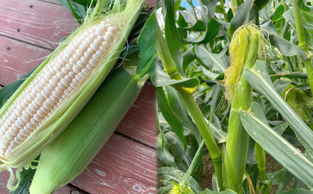 【令和8年産】しんや農園のホワイトスイートコーン「雪の妖精」10本 野菜 北海道産 とうもろこし 希少 甘みが強い 柔らかい 新鮮【北海道上富良野町産】