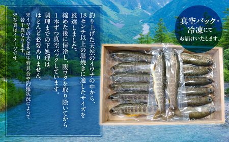 白川村産 天然岩魚 イワナ 5尾 18cm以上 岩魚 天然 いわな イワナ 魚 川魚 BBQ バーベキュー アウトドア 岐阜県 白川郷 世界遺産 塩焼き 10000円 [S802]