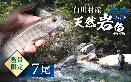 白川村産 天然岩魚 イワナ 7尾 18cm以上 岩魚 天然 いわな イワナ 魚 川魚 BBQ バーベキュー アウトドア 岐阜県 白川郷 世界遺産 塩焼き 15000円 [S803]