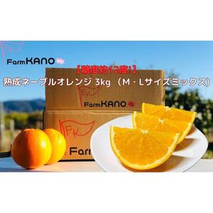 糖度約12度！熟成ネーブルオレンジ 3kg (Mサイズ以上ミックス)フルーツ 柑橘 オレンジ◇