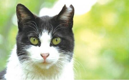 【さくらねこTNR活動支援 】静岡市産 和紅茶ティーバッグ 2g 12個入 × 5袋(計60ティーバッグ)◆