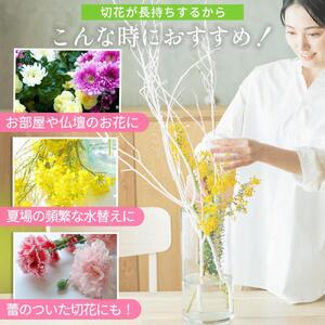 切花栄養剤キープフラワートータルケア３種セット■