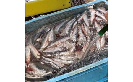 静岡名物 いわしの黒はんぺん(8枚入×3袋)◆