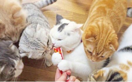 猫用おやつ いなば CIAO チャオ ちゅ~る ・ まぐろバラエティ320本 (14g40x8袋)セット( キャットフード ペットフード )静岡市