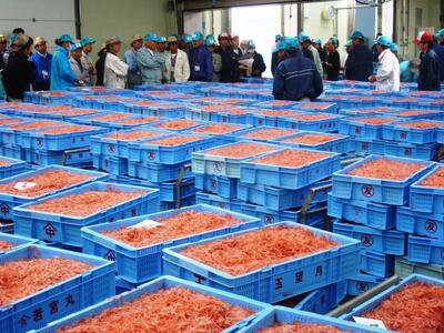 <原藤商店>由比港産 生桜えび 95g×2◆