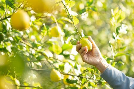 虹色レモンシロップ　300ml×3本□