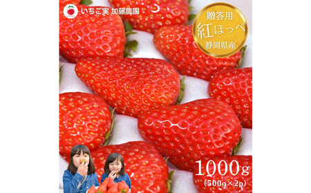 【贈答用】 静岡県産いちご 紅ほっぺ 500g×2パック（1パック12～15粒）【配送不可：北海道・沖縄・離島】 冷蔵配送 苺 フルーツ◇