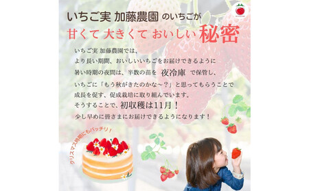 【贈答用】 静岡県産いちご 紅ほっぺ 500g×2パック（1パック12～15粒）【配送不可：北海道・沖縄・離島】 冷蔵配送 苺 フルーツ◇