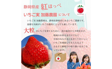 静岡県産いちご 紅ほっぺ 280g×2パック（1パック12～15粒） 冷蔵配送【配送不可：北海道・沖縄・離島】 苺 フルーツ◇