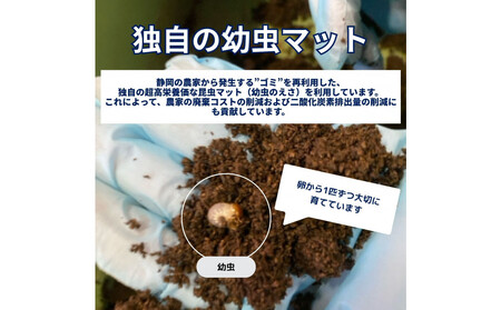 (ペア)ヘラクレスオオカブト大型オス(140-150mm)&メス(サイズフリー)【配送不可:北海道・沖縄・離島(一部除く】