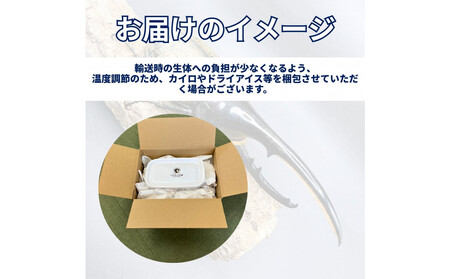 (ペア)ヘラクレスオオカブト大型オス(140-150mm)&メス(サイズフリー)【配送不可:北海道・沖縄・離島(一部除く】